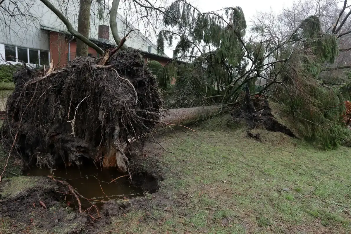Storm-damaged tree uprooted in a residential yard