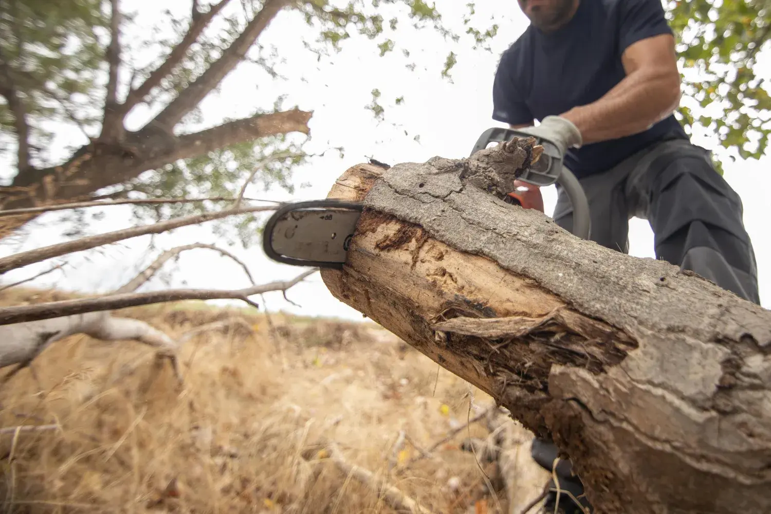 Tree service worker cutting a large log with a chainsaw
